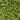 Gunnera Magellanica
