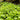 Gunnera Magellanica