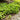 Gunnera Magellanica
