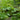 Gunnera Manicata