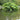 Gunnera Manicata
