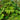 Gunnera Manicata