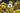 HelianthusTemp