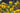 Helianthus Tuberosus