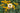 HeliopsisTemp