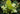 Helleborus Argutifolius