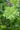 Helleborus Orientalis 'Double Ellen Green'