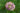Helleborus Orientalis 'Double Ellen Pink Spotted'