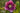 Helleborus Orientalis 'Double Ellen Pink'