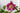 Helleborus Orientalis 'Double Ellen Red'