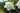 Helleborus Orientalis 'Double White'
