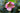 Helleborus Orientalis 'Pretty Ellen Pink'