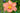 Hemerocallis 'Ageless Beauty'