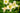 Hemerocallis 'Arctic Snow'