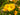 Hemerocallis 'Bakabana'
