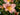 Hemerocallis 'Barbara Mitchell'