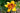 Hemerocallis 'Black Eyed Susan'