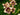 Hemerocallis 'Border Music'