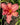 Hemerocallis 'Bourbon Kings'