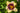 Hemerocallis 'Calico Jack'