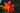 Hemerocallis 'Campfire Embers'