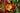 Hemerocallis 'Christmas Is'
