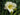 Hemerocallis 'Cool It'
