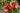 Hemerocallis 'Cute As Can Be'