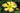 Hemerocallis 'Dancing Summerbird'