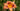 Hemerocallis 'Duke Of Durham'