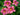 Hemerocallis 'Entrapment'