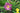 Hemerocallis 'Indian Giver'