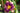 Hemerocallis 'Kansas City Kicker'