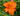 Hemerocallis 'Mauna Loa'