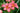 Hemerocallis 'Pink Damask'
