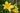 Hemerocallis Citrina