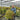 Fargesia Murielae Bimbo Bamboo - Hedge Plants - Hedging - HEG07
