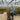 Fargesia Black Pearl - Hedge Plants - Hedging - HEG11