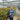 Fargesia Dwarf Black - Hedge Plants - Hedging - HEG12