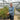 Fargesia Green Grove - Hedge Plants - Hedging - HEG13