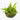 Java Fern + Java Moss Coconut