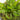 Java Fern + Java Moss Coconut