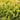 Leylandii Goldrider - Hedge Plants - Hedging - HEG04