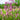 Lychnis flos-cuculi (Nana)