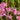 Lychnis flos-cuculi (Nana)