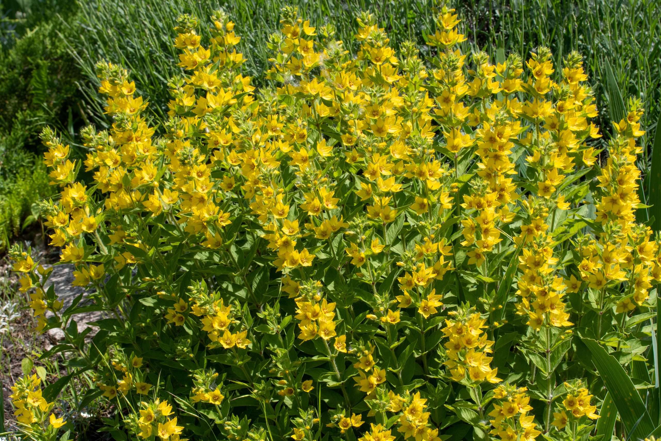 Lysimachia punctata