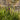 Lythrum salicaria Robert (Loosestrife)