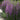 Lythrum salicaria Robert (Loosestrife)