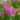 Lythrum salicaria Robert (Loosestrife)