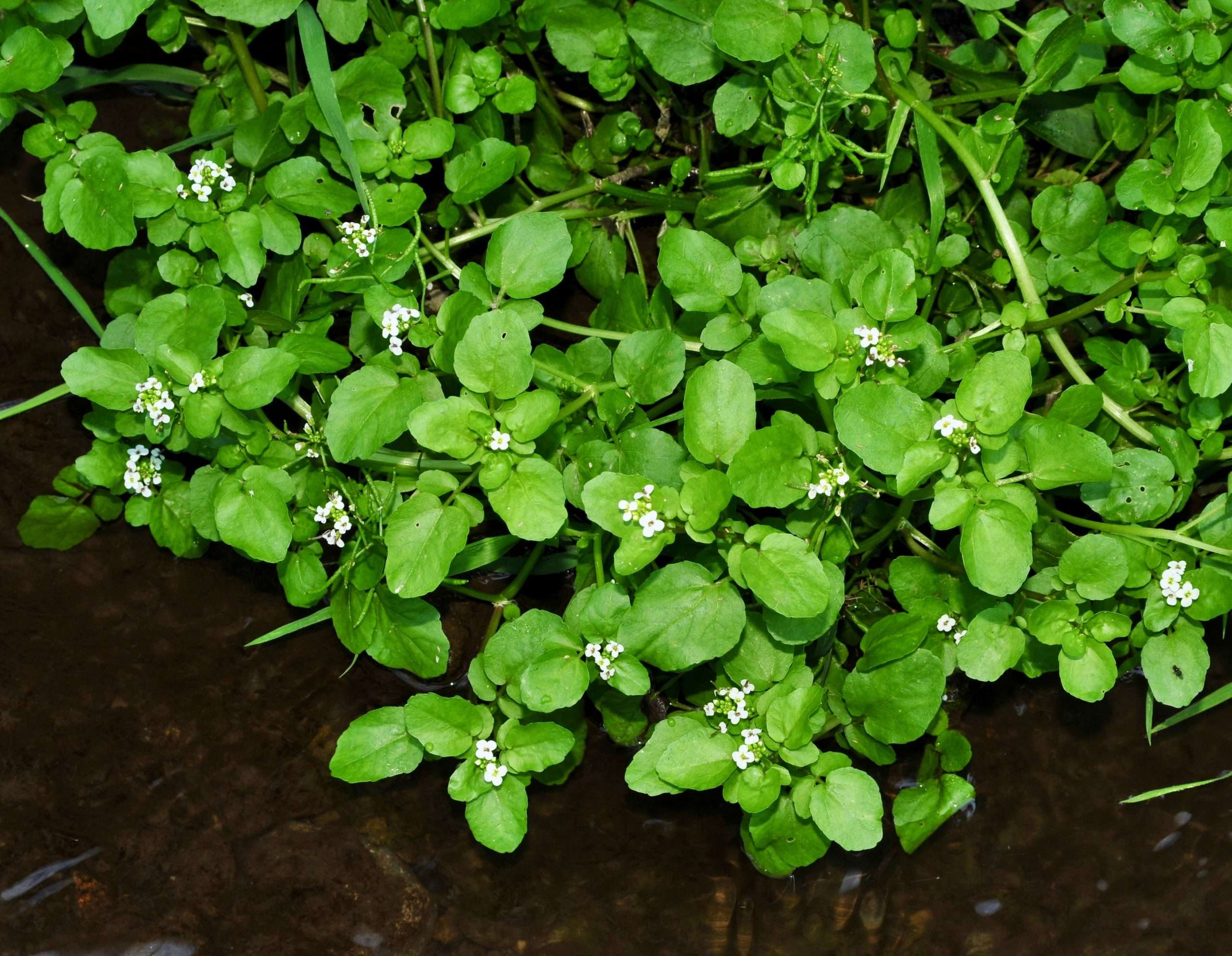 Nasturtium Officinale Water Cress Marginal Pond Plants MP085 nasturtium-officinale-water-cress-marginal-pond-plants-mp085